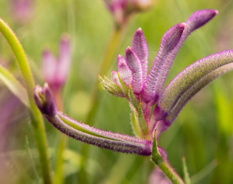 Anigozanthos Celebrations ‘Carnivale’b