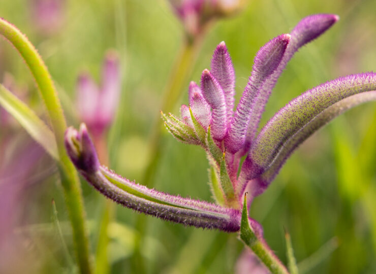 Anigozanthos Celebrations ‘Carnivale’b