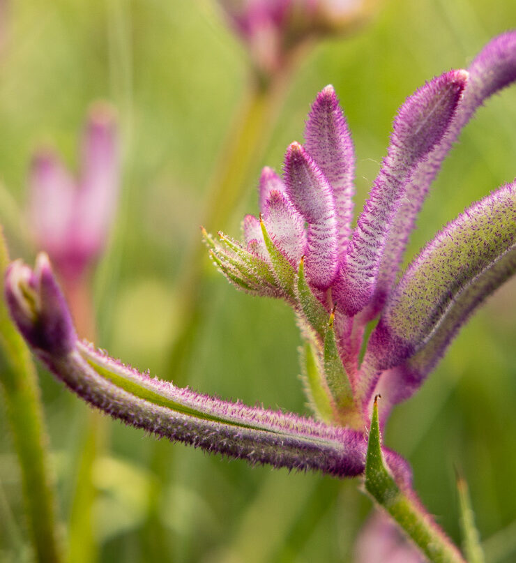 Anigozanthos Celebrations ‘Carnivale’b