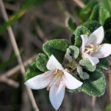 Correa Alba 1