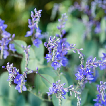 Veronica perfoliata close up of flowers